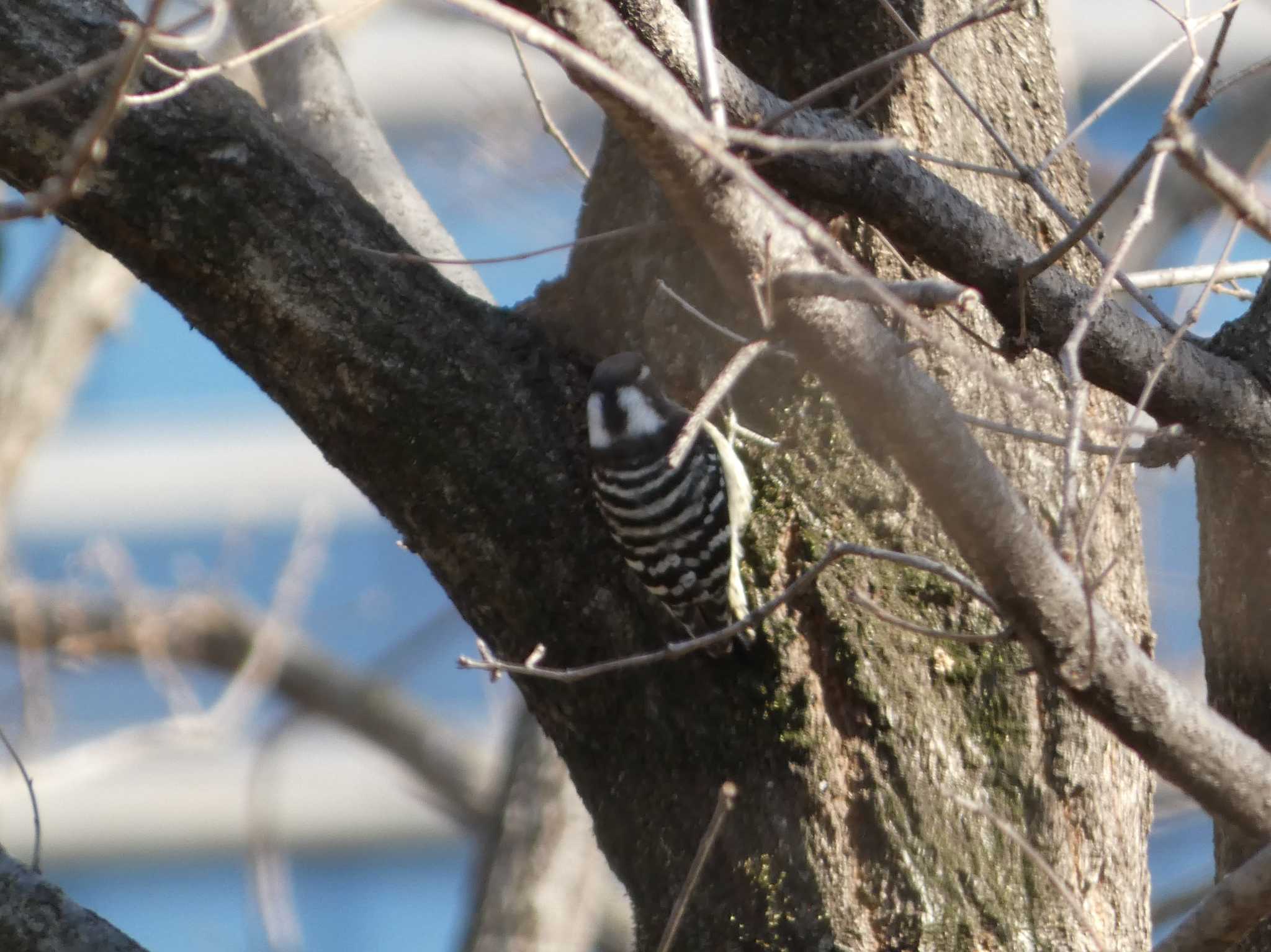 Japanese Pygmy Woodpecker