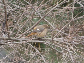 Daurian Redstart Imperial Palace Sun, 1/22/2023