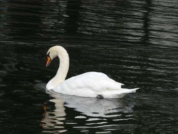 Mute Swan Imperial Palace Sun, 1/22/2023