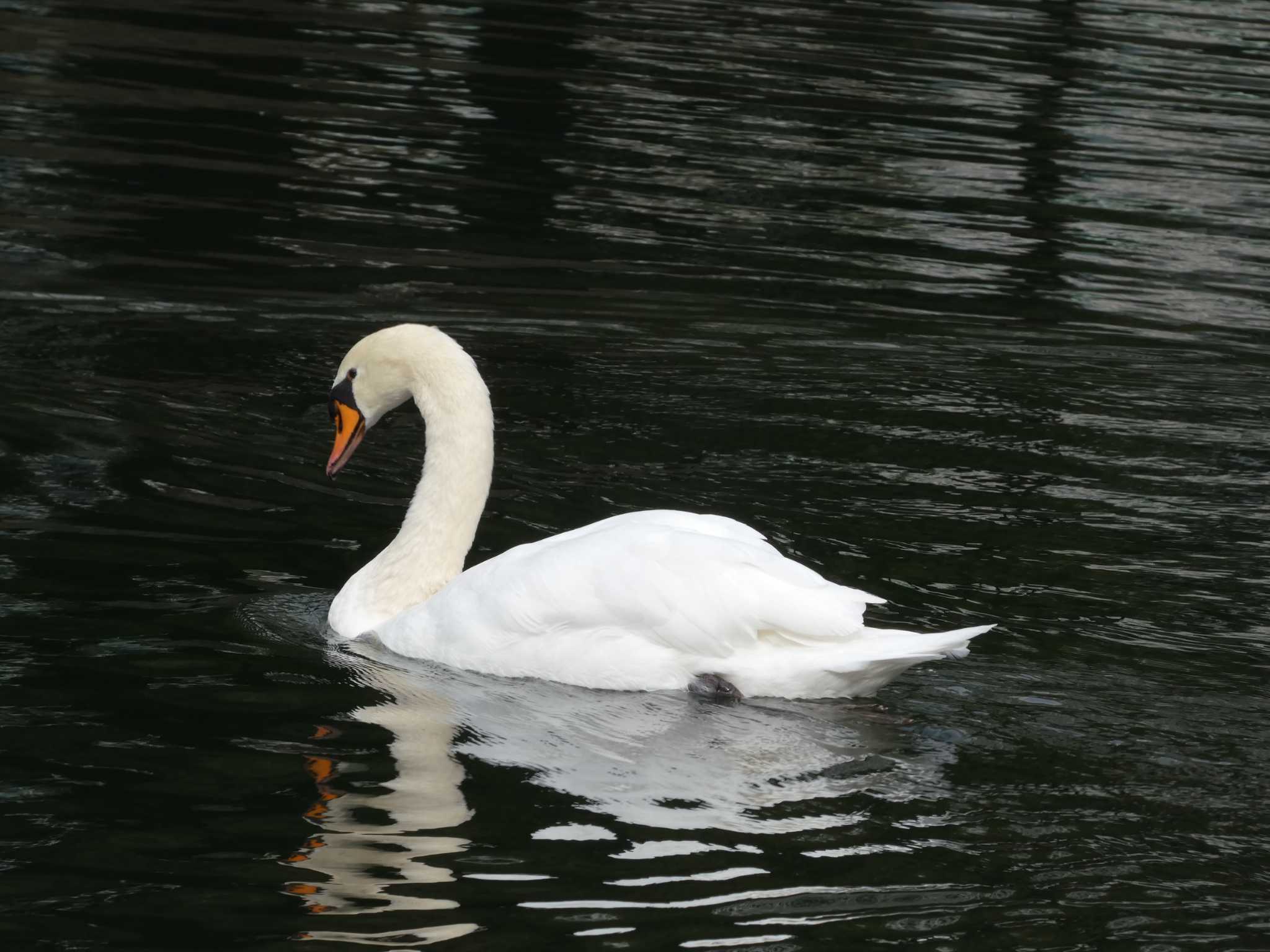 Mute Swan