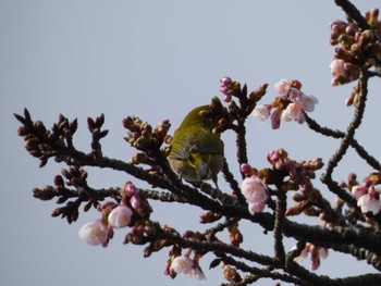 Warbling White-eye Imperial Palace Sun, 1/22/2023