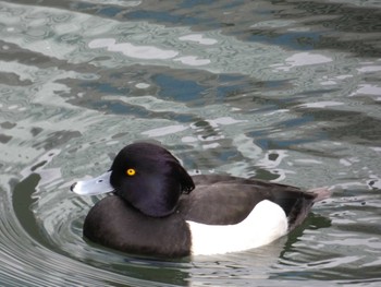 Tufted Duck Imperial Palace Sun, 1/22/2023