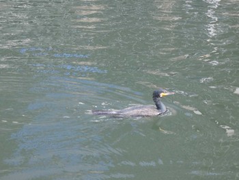 Great Cormorant Imperial Palace Sun, 1/22/2023