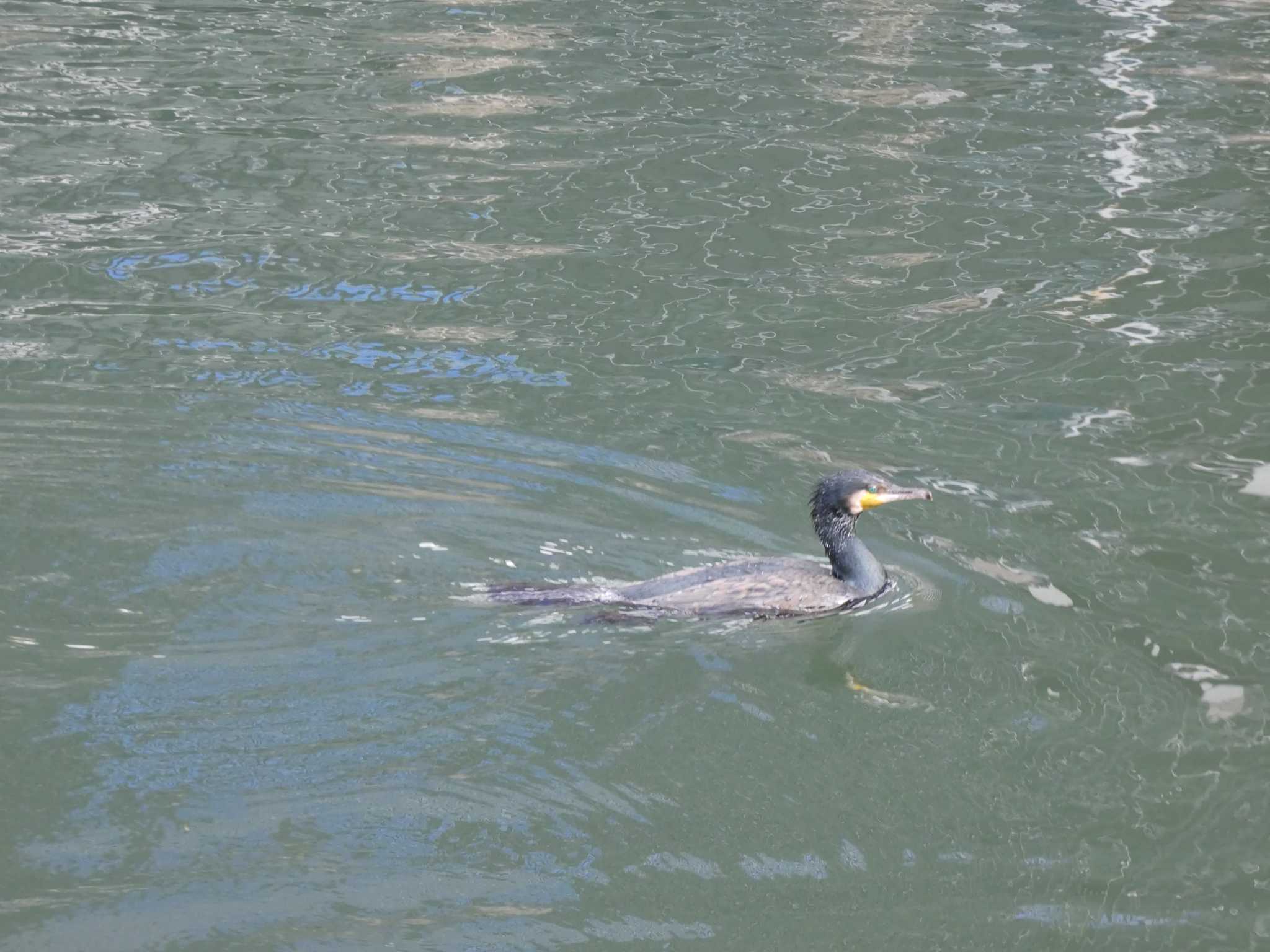 Great Cormorant