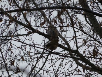 Olive-backed Pipit Imperial Palace Sun, 1/22/2023