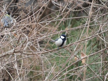 Japanese Tit Imperial Palace Sun, 1/22/2023