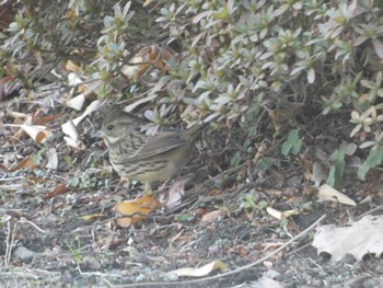 Masked Bunting Imperial Palace Sun, 1/22/2023