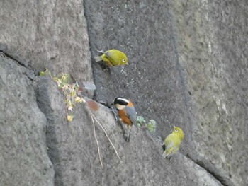 Sun, 1/22/2023 Birding report at Imperial Palace