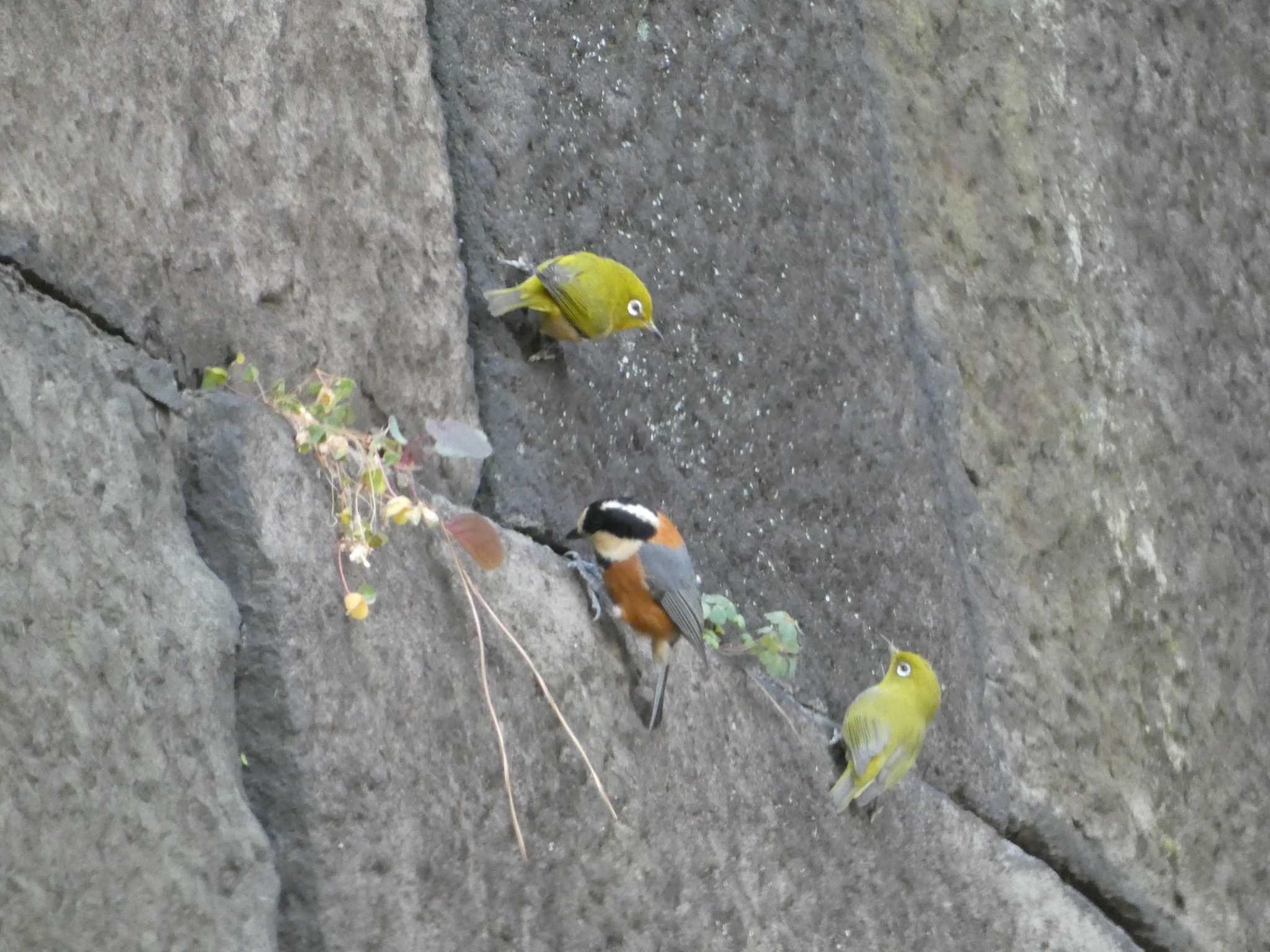 Varied Tit