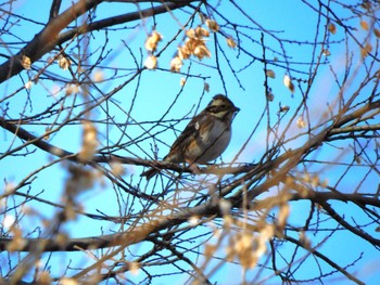 2023年2月5日(日) 昭和記念公園の野鳥観察記録