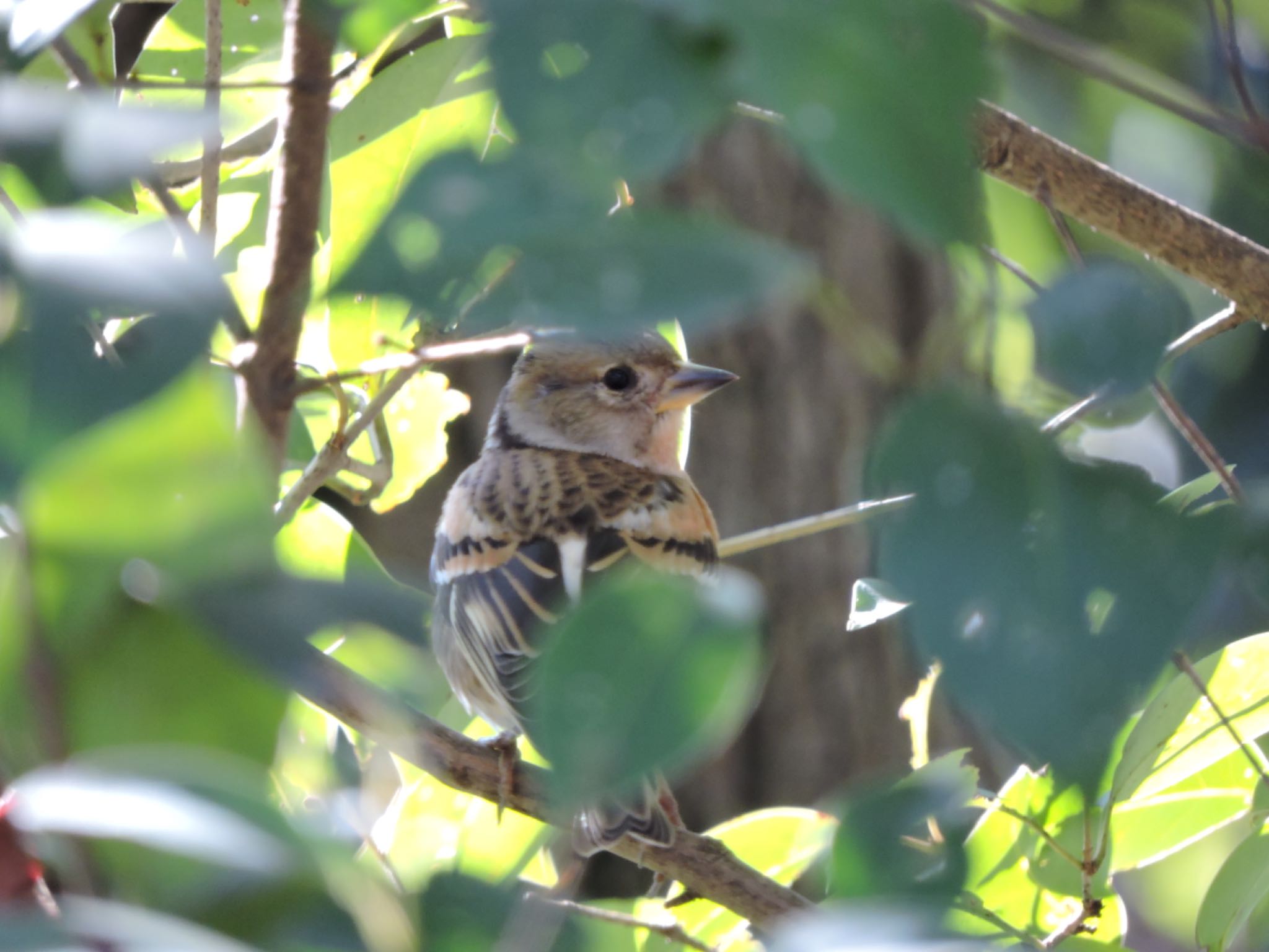 Brambling