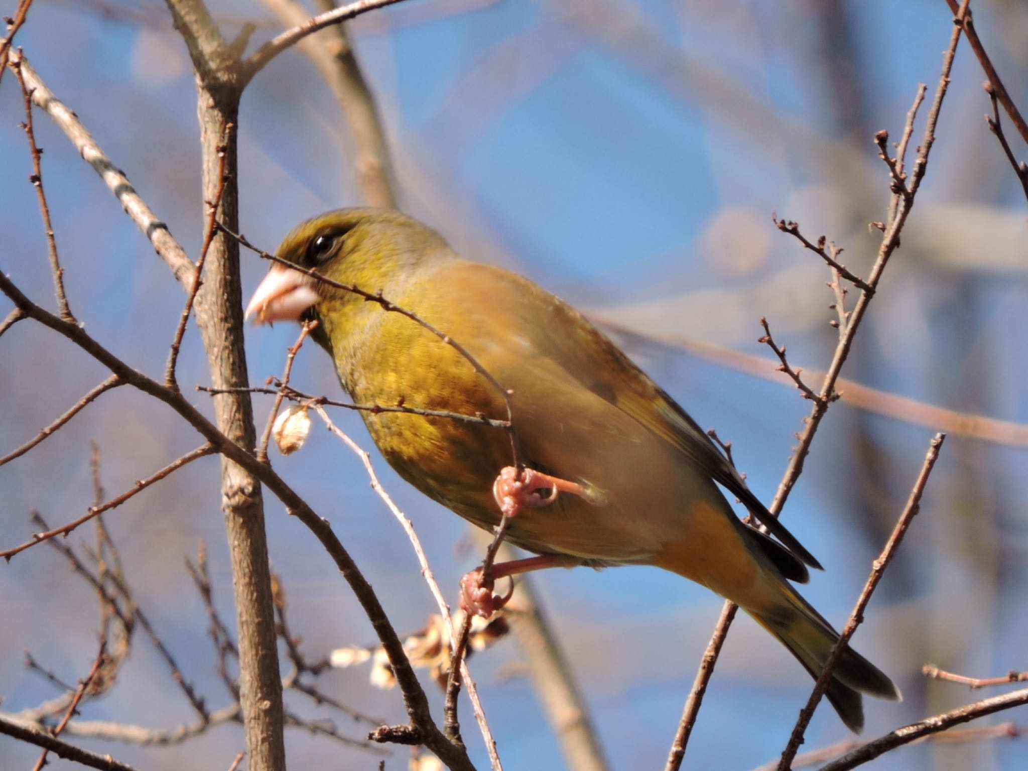 Grey-capped Greenfinch