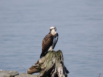 ミサゴ 田鶴浜野鳥公園 2023年2月5日(日)