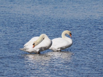 2023年2月5日(日) 田鶴浜野鳥公園の野鳥観察記録