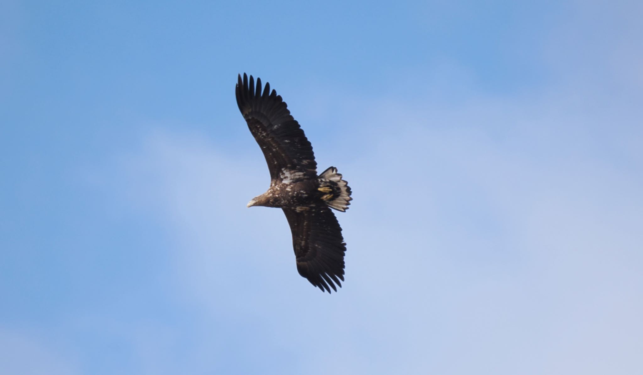 Photo of White-tailed Eagle at 田鶴浜野鳥公園 by マサ