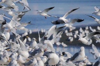 ユリカモメ ふなばし三番瀬海浜公園 2023年1月28日(土)