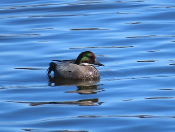 Falcated Duck Teganuma Sun, 2/5/2023