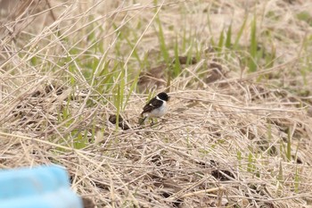 ノビタキ 場所が不明 2018年4月14日(土)