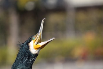 Great Cormorant Shakujii Park Sun, 1/29/2023