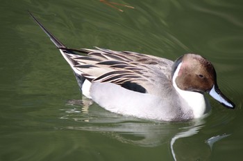 Northern Pintail Shakujii Park Sun, 1/29/2023