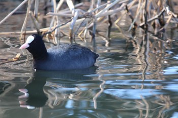 Eurasian Coot Shakujii Park Sun, 1/29/2023