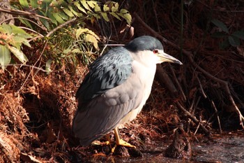 Black-crowned Night Heron Shakujii Park Sun, 1/29/2023