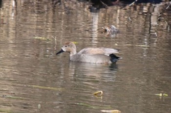 Gadwall Shakujii Park Sun, 1/29/2023