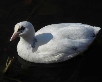 Eurasian Coot 奈良県 Sun, 2/5/2023