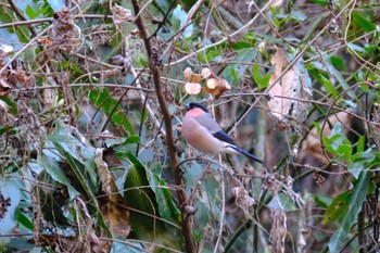 Eurasian Bullfinch あきる野市 Sun, 2/5/2023