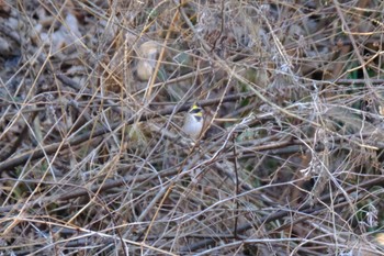 2023年2月5日(日) あきる野市の野鳥観察記録