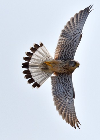 Common Kestrel 東京都稲城市 Sun, 4/1/2018