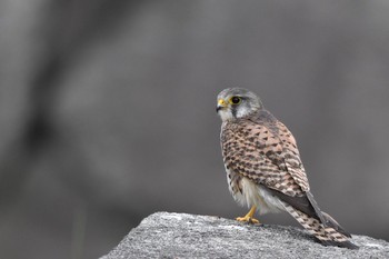 Common Kestrel Osaka castle park Sat, 4/14/2018