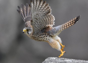 Common Kestrel Osaka castle park Sat, 4/14/2018