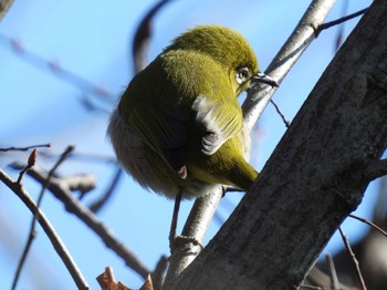 2023年2月5日(日) 東京都稲城市の野鳥観察記録