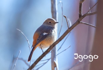 Daurian Redstart 井頭公園 Sun, 2/5/2023