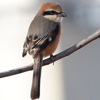 2023年2月5日(日) 新横浜公園の野鳥観察記録