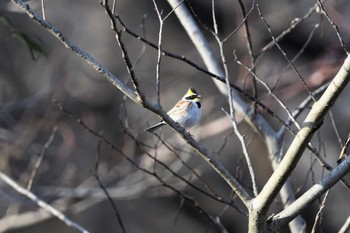 Yellow-throated Bunting 八溝県民休養公園 Sat, 1/28/2023