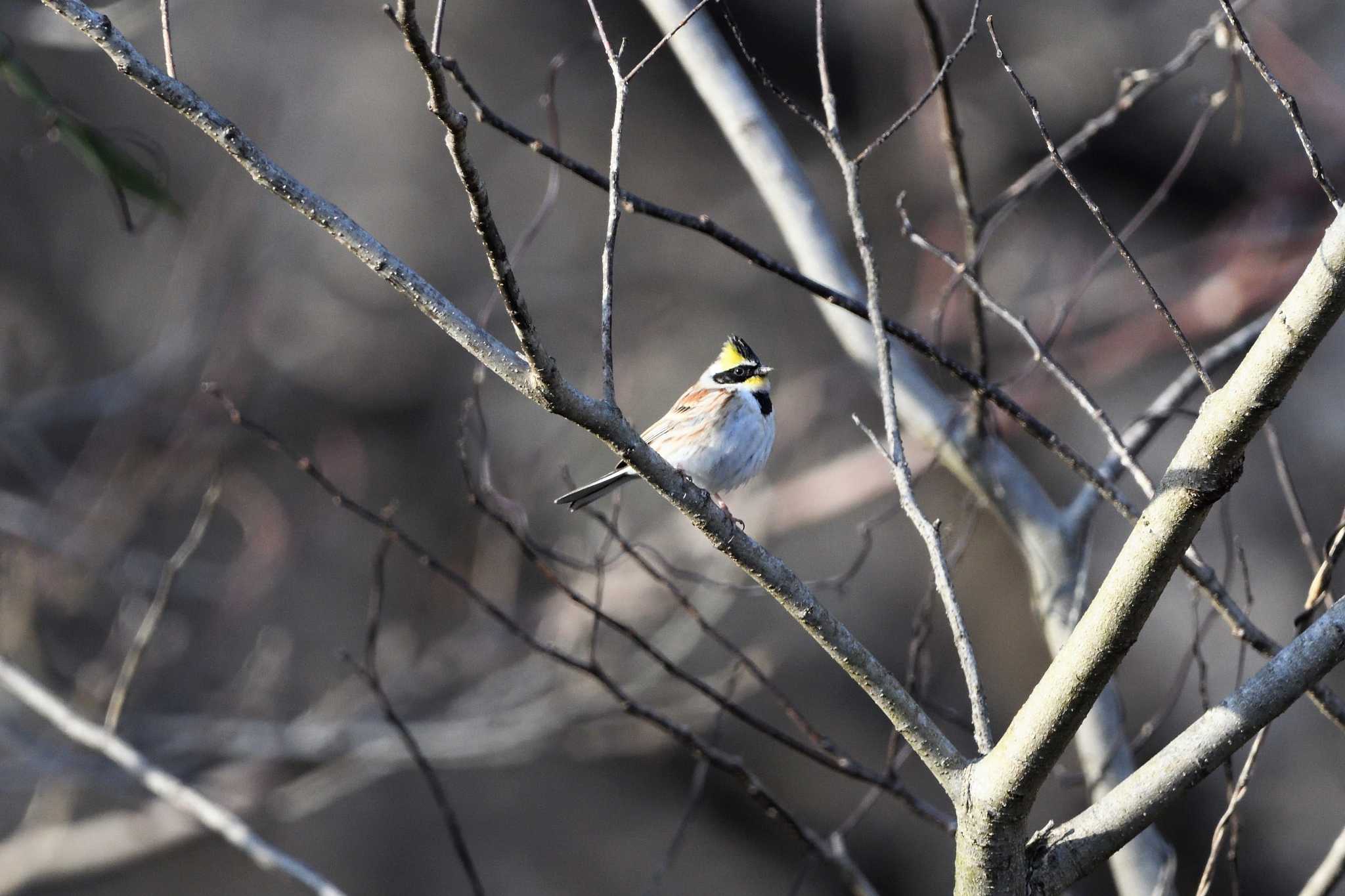 Yellow-throated Bunting