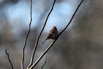 Siberian Long-tailed Rosefinch 八溝県民休養公園 Sat, 1/28/2023