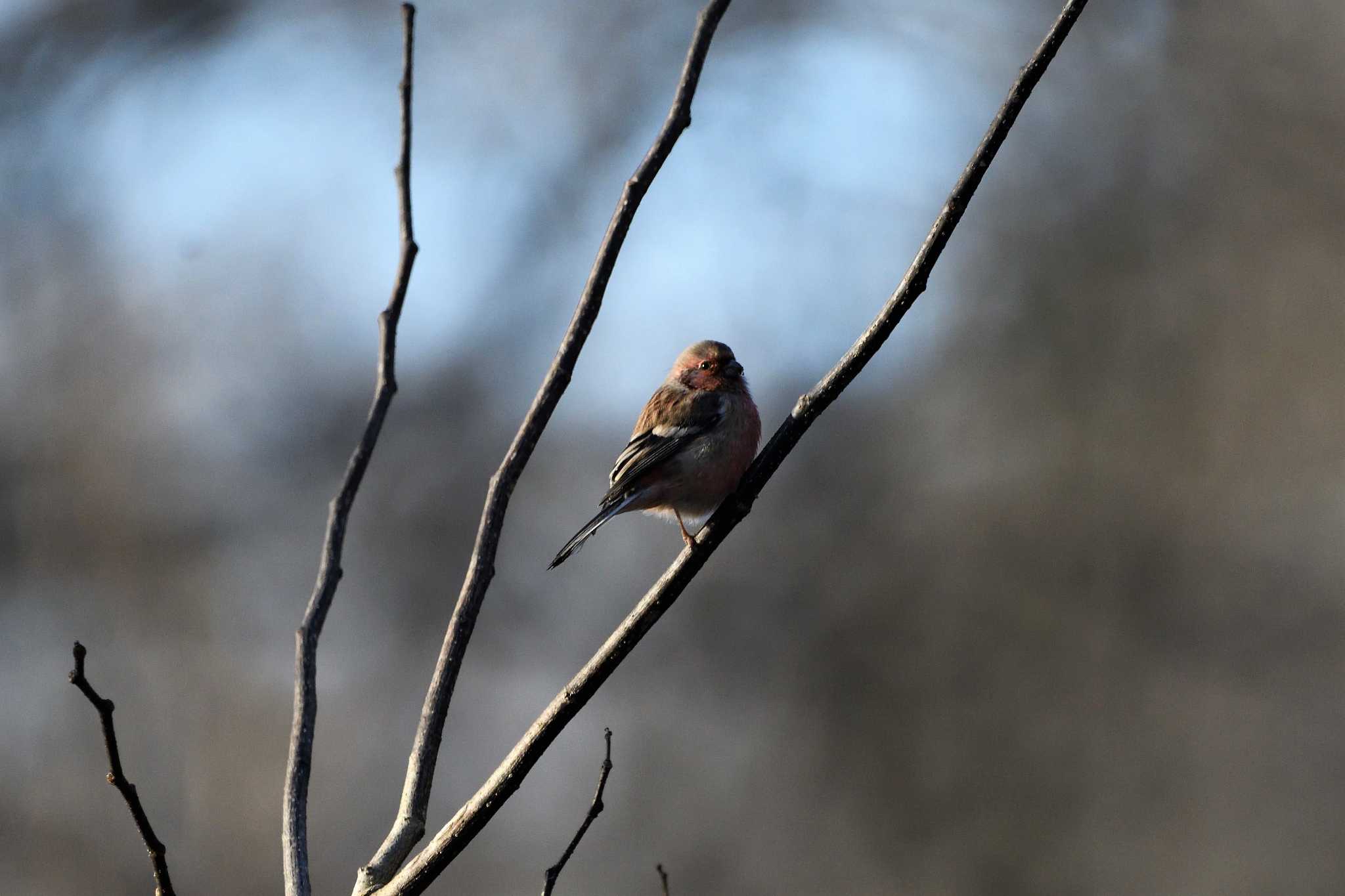 Siberian Long-tailed Rosefinch