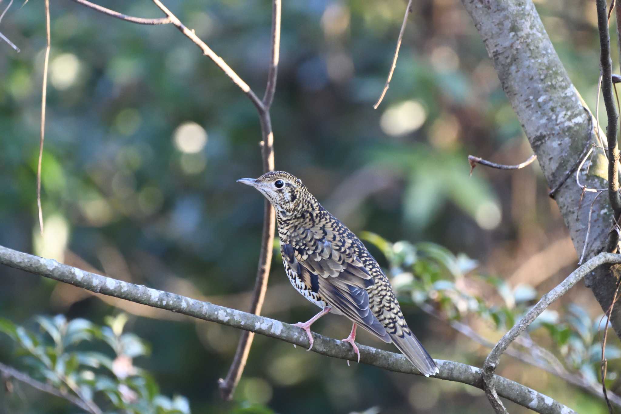 White's Thrush