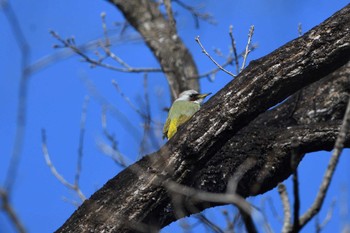 Japanese Green Woodpecker 八溝県民休養公園 Sat, 1/28/2023