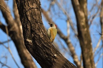 Japanese Green Woodpecker 八溝県民休養公園 Sat, 1/28/2023