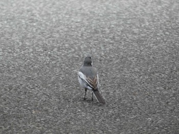 White Wagtail Imperial Palace Sun, 1/22/2023