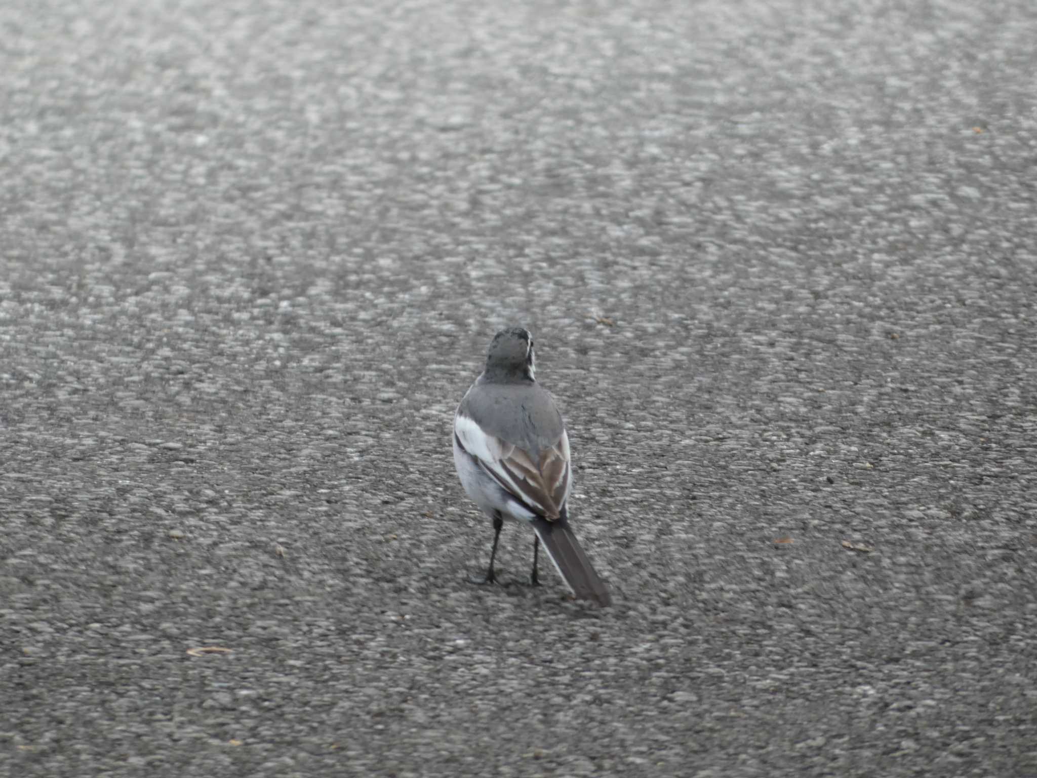 White Wagtail