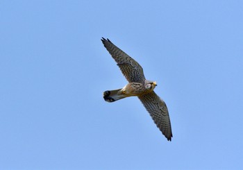 Common Kestrel 東京都稲城市 Sun, 4/1/2018