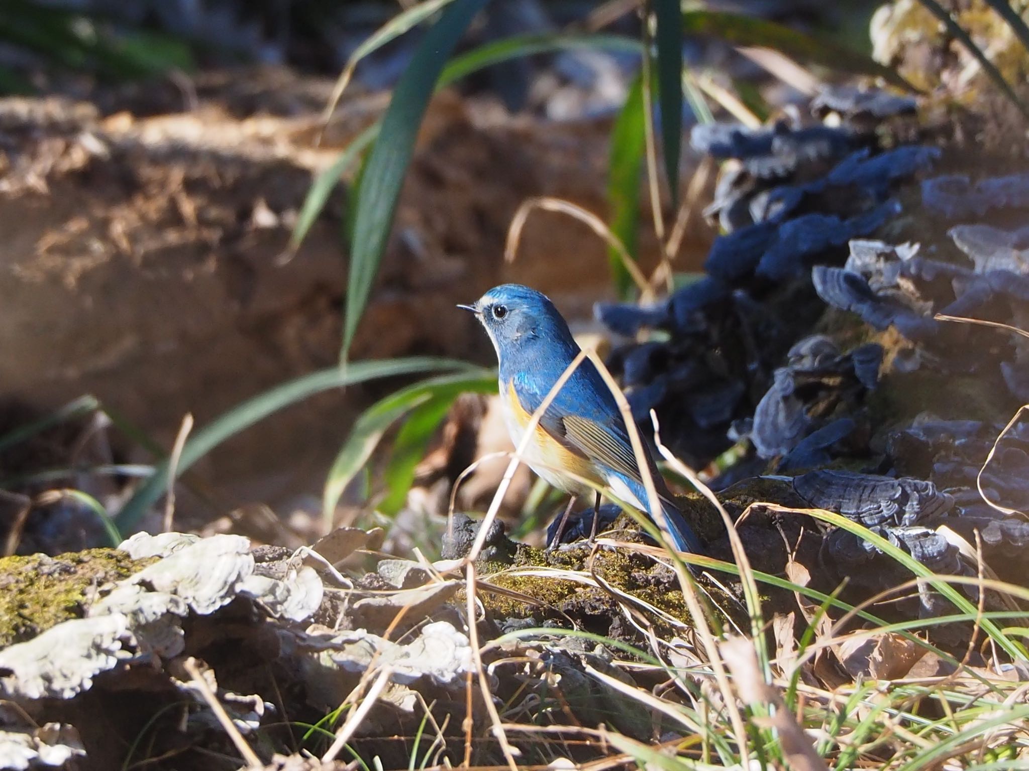 Photo of Red-flanked Bluetail at さいたま by mk623