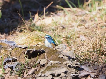 Red-flanked Bluetail さいたま Sun, 2/5/2023