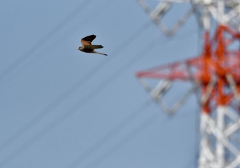 Common Kestrel 東京都稲城市 Sun, 4/1/2018