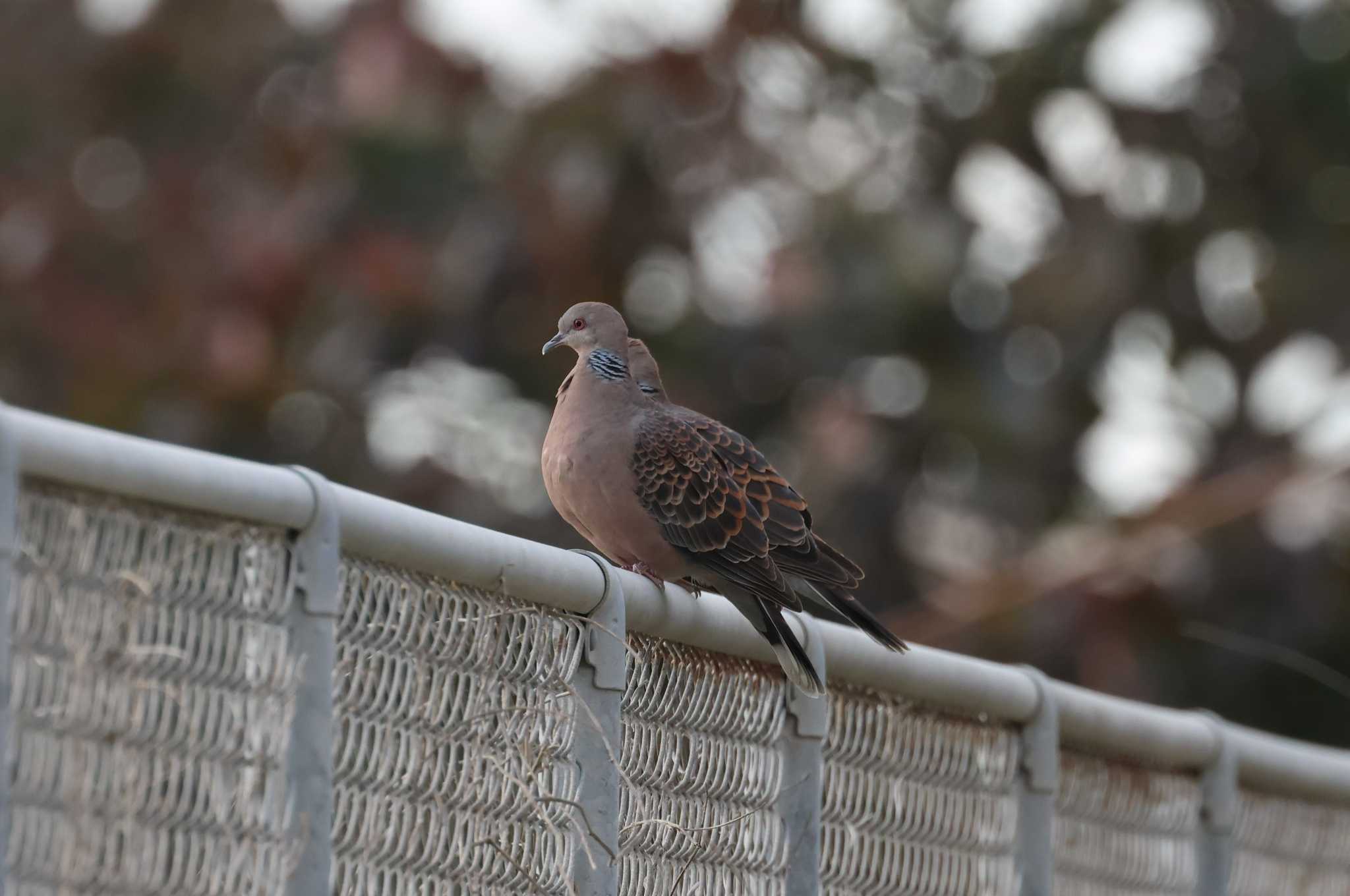 Oriental Turtle Dove(stimpsoni)